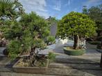 Bonsai sale: 30-50% korting op alle Bonsai., Vaste plant, Halfschaduw, Zomer, Ophalen