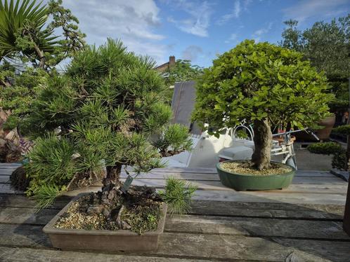 Bonsai sale: 30-50% korting op alle Bonsai., Tuin en Terras, Planten | Tuinplanten, Overige soorten, Vaste plant, Halfschaduw