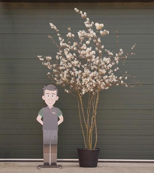 Krentenboom meerstammig Amelanchier lamarckii h 275 cm, Tuin en Terras, Planten | Bomen, Verzenden