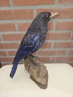 Blue Whistling Thrush Taxidermie volledige montage -, Nieuw