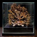 Glazen koepel - Naturalia Marine-collectie - Taxidermie, Nieuw