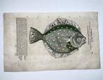 Conrad Gesner (1516-1565) - Rhombus, Flounder, Flat fish -
