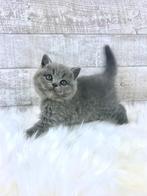 Raszuivere Britse korthaar kittens, Dieren en Toebehoren, Katten en Kittens | Raskatten | Korthaar, Meerdere dieren, Ontwormd