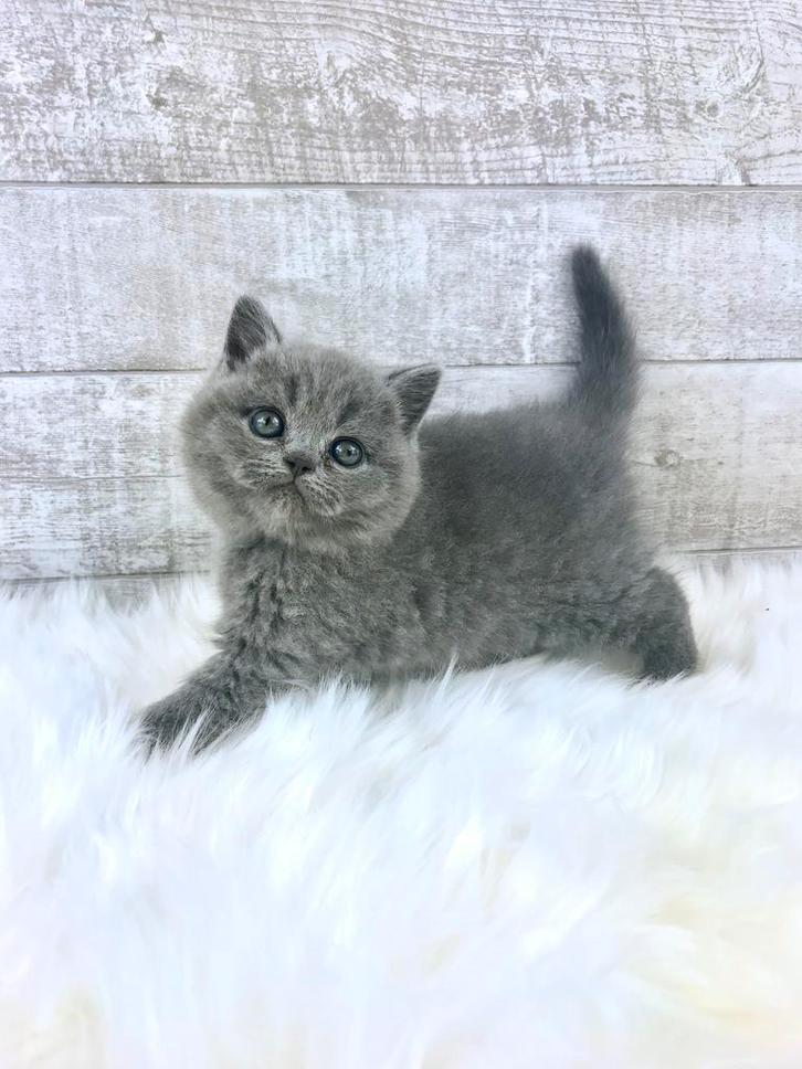 Raszuivere Britse korthaar kittens, Dieren en Toebehoren, Katten en Kittens | Raskatten | Korthaar, Meerdere dieren, 0 tot 2 jaar