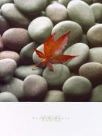 Kunstdruk Glen & Gale Wans - Leaf on Stone 45x61cm, Verzenden, Nieuw