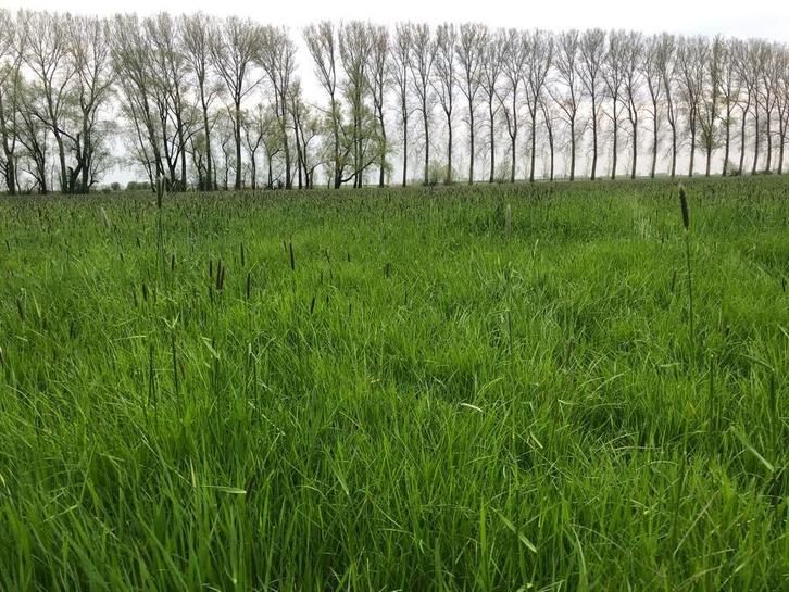 GEZOCHT! Gras op stam in baal of uit de duin ( 2026 ), Zakelijke goederen, Agrarisch | Veevoer