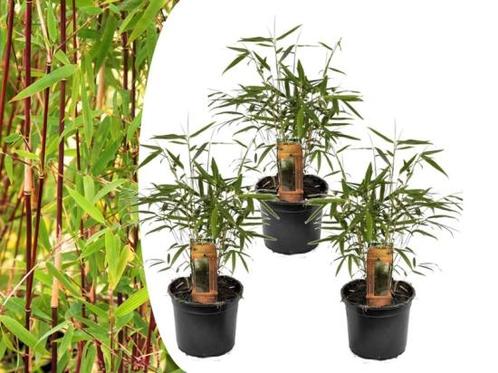 Set van 3 rode bamboestruiken, Tuin en Terras, Planten | Struiken en Hagen