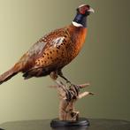 Fazant Taxidermie Opgezette Dieren By Max, Verzamelen, Ophalen of Verzenden, Nieuw, Vogel, Opgezet dier