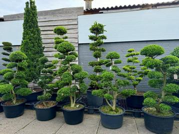 Vormsnoei bomen en Tuinbonsai beschikbaar voor biedingen