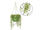 Senecio String of Pearls hanging plant, Huis en Inrichting, Kamerplanten, Verzenden