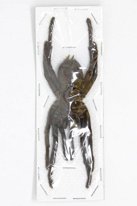 Lot van 5 Thaise zwarte vogelspinnen, groot, A1, Taxidermie, Verzamelen, Dierenverzamelingen