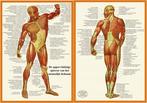 Anatomie poster spieren (Nederlands, gelamineerd, A4), Verzenden, Nieuw