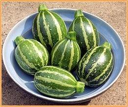 Piccolo F1 Rondini courgette Gestreepte Rondini 50 zaden, Hobby en Vrije tijd, Knutselen, Nieuw, Ophalen of Verzenden