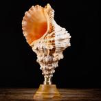 Reuzenslak-kikker - Houten en koperen artistieke voet