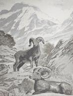 ARAZZO in exclusieve alpaca jacquard - 185x140cm - Mufloni, Antiek en Kunst