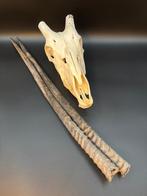 Gemsbok Schedel - Oryx gazella - skull + horns - 20 cm - 34, Verzamelen, Nieuw
