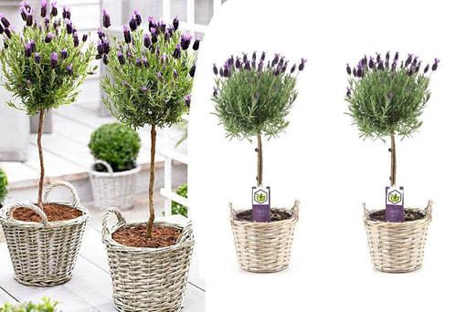 Set van 2 lavendelboompjes (incl. rieten manden), Tuin en Terras, Planten | Tuinplanten