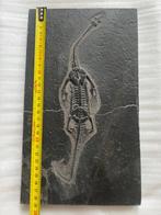 Zeereptiel - Gefossiliseerd dier - Keichousaurus - 29 cm -