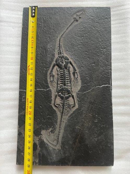 Zeereptiel - Gefossiliseerd dier - Keichousaurus - 29 cm -, Verzamelen, Mineralen en Fossielen