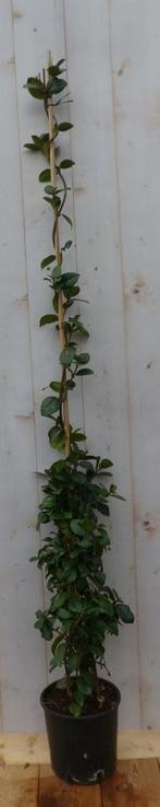 Toscaanse Jasmijn 150 cm - Warentuin Natuurlijk, Tuin en Terras, Planten | Bomen, Verzenden