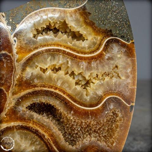 Natuurlijke calciet en aragoniet - fossiele ammoniet -, Verzamelen, Dierenverzamelingen