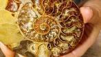 Ammoniet - Gefossiliseerd dier - Aioloceras (Cleoniceras), Verzamelen, Mineralen en Fossielen