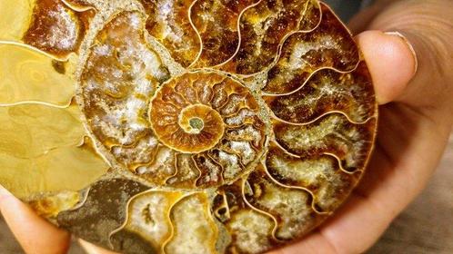 Ammoniet - Gefossiliseerd dier - Aioloceras (Cleoniceras), Verzamelen, Mineralen en Fossielen
