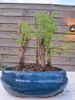 metasequoia bos in bonsaischaal - Hoogte (boom): 22 cm -
