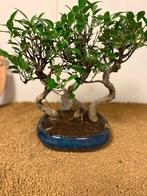Vijgenboom bonsai (Ficus) - Hoogte (boom): 36 cm - Diepte