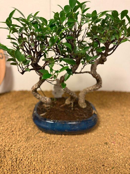 Vijgenboom bonsai (Ficus) - Hoogte (boom): 36 cm - Diepte, Antiek en Kunst, Curiosa en Brocante