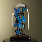 Vlinders in Stolp Taxidermie Opgezette Dieren By Max, Verzamelen, Dierenverzamelingen, Ophalen of Verzenden, Nieuw, Insect, Opgezet dier