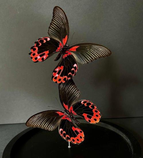 Vlinder Taxidermie volledige montage - Papilio Rumanzovia -, Verzamelen, Dierenverzamelingen