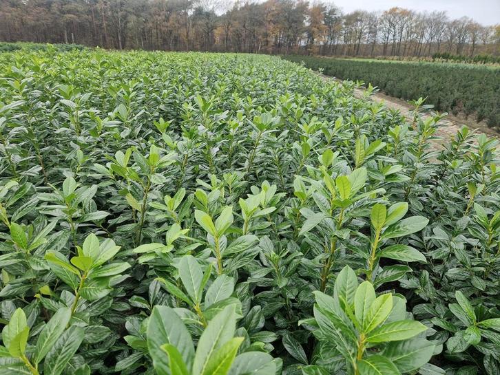 Laurier (Prunus Novita) Mooie donkergroene laurier, Tuin en Terras, Planten | Struiken en Hagen, Ophalen