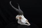 Springbok Schedel - Antidorcas marsupialis - 0 cm - 0 cm - 0, Nieuw
