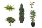Goedkoop Planten en Bloemen huren vanaf €5,- per dag, Nieuw