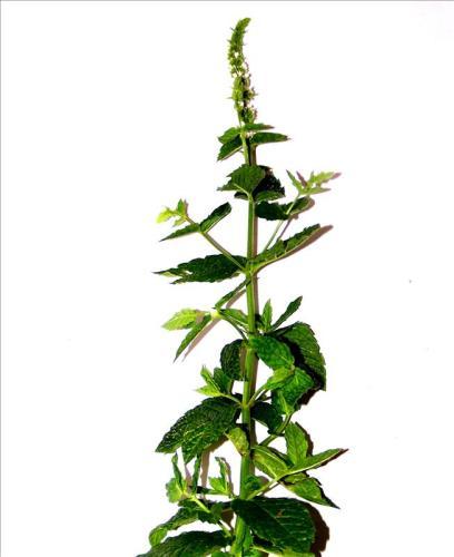 Aromatherapie gelpotten - Aromas Naturales verkrijgbaar in, Tuin en Terras, Zwembad-toebehoren, Verzenden