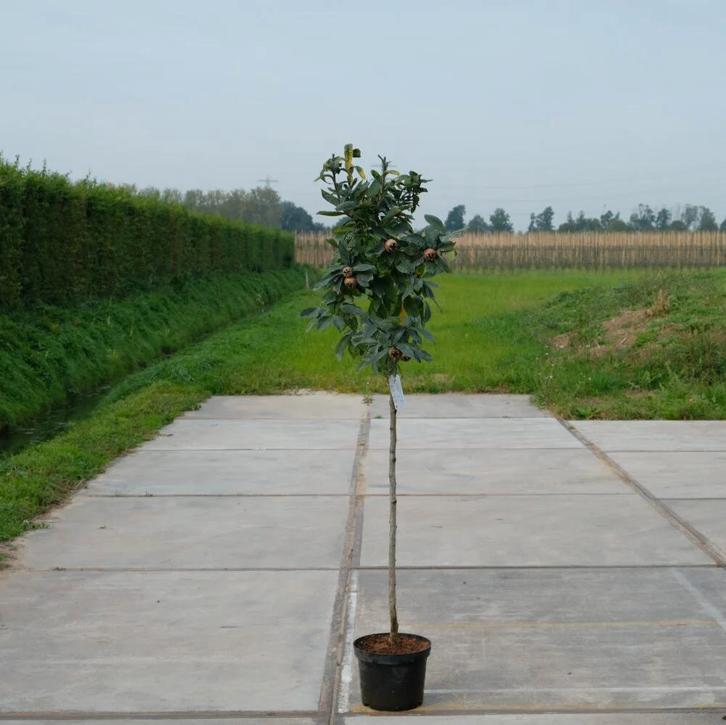 Mispelboom (Mespilus germanica) Goed soort met veel vruchten, Tuin en Terras, Planten | Bomen