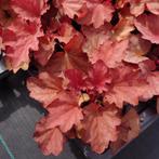 Heuchera carnival villa watermeloen (Winterharde planten), Bodembedekkers, Volle zon, Vaste plant, Ophalen of Verzenden