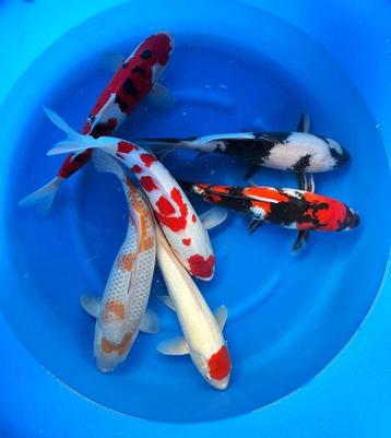 Hirasawa Marusei 45-55cm (Japanse Koi) beschikbaar voor biedingen