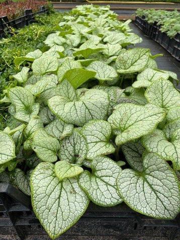 Brunnera mac. Jack Frost - Vergeet mij niet beschikbaar voor biedingen