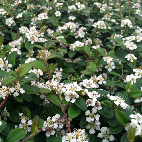 Cotoneaster dammeri - Potmaat C1.5, Tuin en Terras, Planten | Tuinplanten, Ophalen of Verzenden