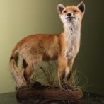 Jonge Vos Taxidermie Opgezette Dieren By Max, Ophalen of Verzenden, Nieuw, Wild dier, Opgezet dier