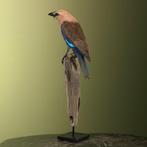 Scharrelaar Taxidermie volledige montage - Coracias, Nieuw
