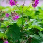 Geranium macrorrhizum Czakor - Potmaat 9x9 cm, Tuin en Terras, Planten | Tuinplanten, Ophalen of Verzenden