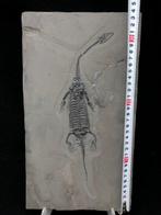 Fossiele plaatmatrix - Keichousaurus sp. (Pregnant) - 34 cm