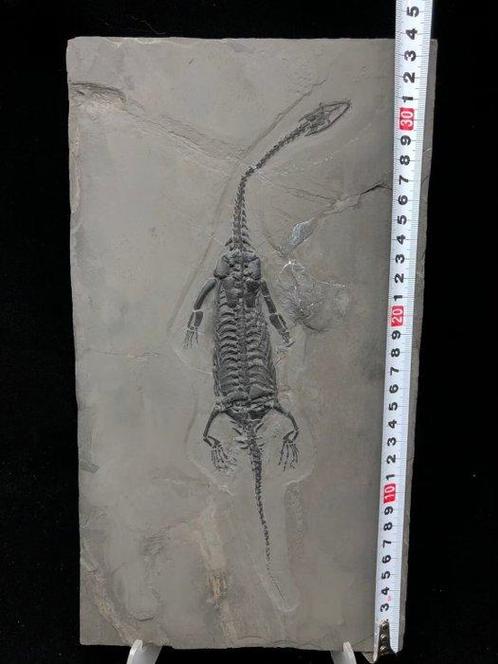 Fossiele plaatmatrix - Keichousaurus sp. (Pregnant) - 34 cm, Verzamelen, Mineralen en Fossielen