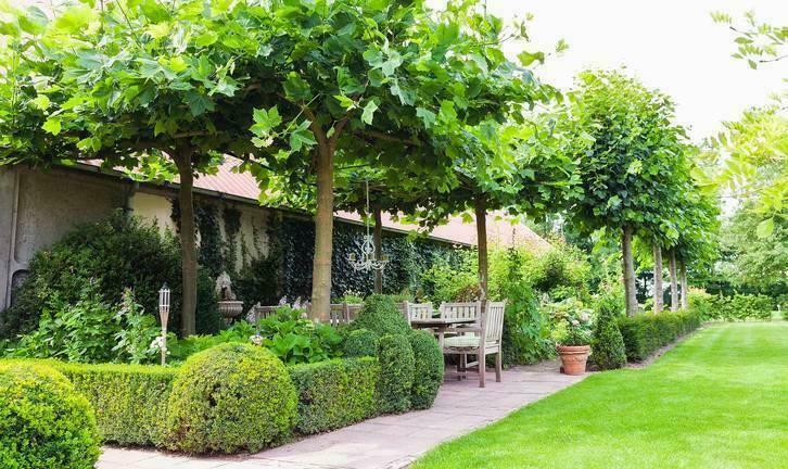 Leilinde Tilia Platanus Liquidambar leiboom, Tuin en Terras, Planten | Bomen, Leiboom, Volle zon, 250 tot 400 cm, Zomer