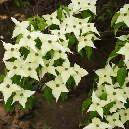 Cornus kousa chinensis - 40-60 cm, Tuin en Terras, Planten | Tuinplanten, Ophalen of Verzenden