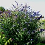 Buddleja davidii Empire Blue - 40-60 cm, Ophalen of Verzenden
