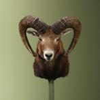 Moeflon Taxidermie Opgezette Dieren By Max, Ophalen of Verzenden, Nieuw, Wild dier, Opgezet dier